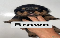 Rottweiler dogs for sale: 11 Chucky Rottweiler puppies for sale  - Image 13