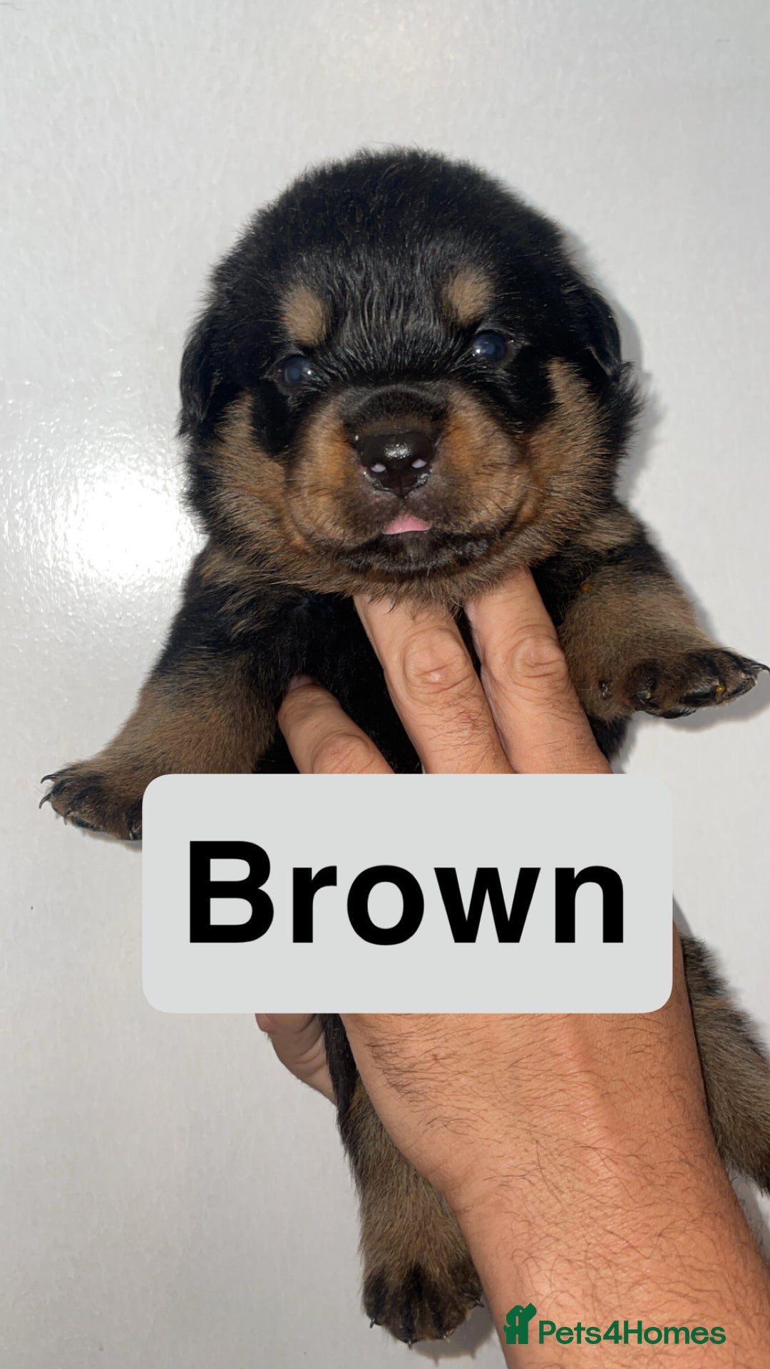 Rottweiler dogs for sale: 11 Chucky Rottweiler puppies for sale  - Image 13