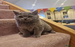 British Shorthair cats for sale: One kitten left British Blue Boy - Image 2