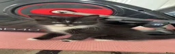 Mixed Breed cats for sale: Black and white kittens  - Advert 3