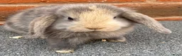 Mini Lop rabbits for sale: STUNNING PURE BREED MINI LOPS AMAZING COLOURS - Advert 5