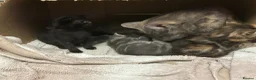 Domestic Shorthair cats for sale: 4 Beautiful Domestic Shorthair Kittens  - Advert 2