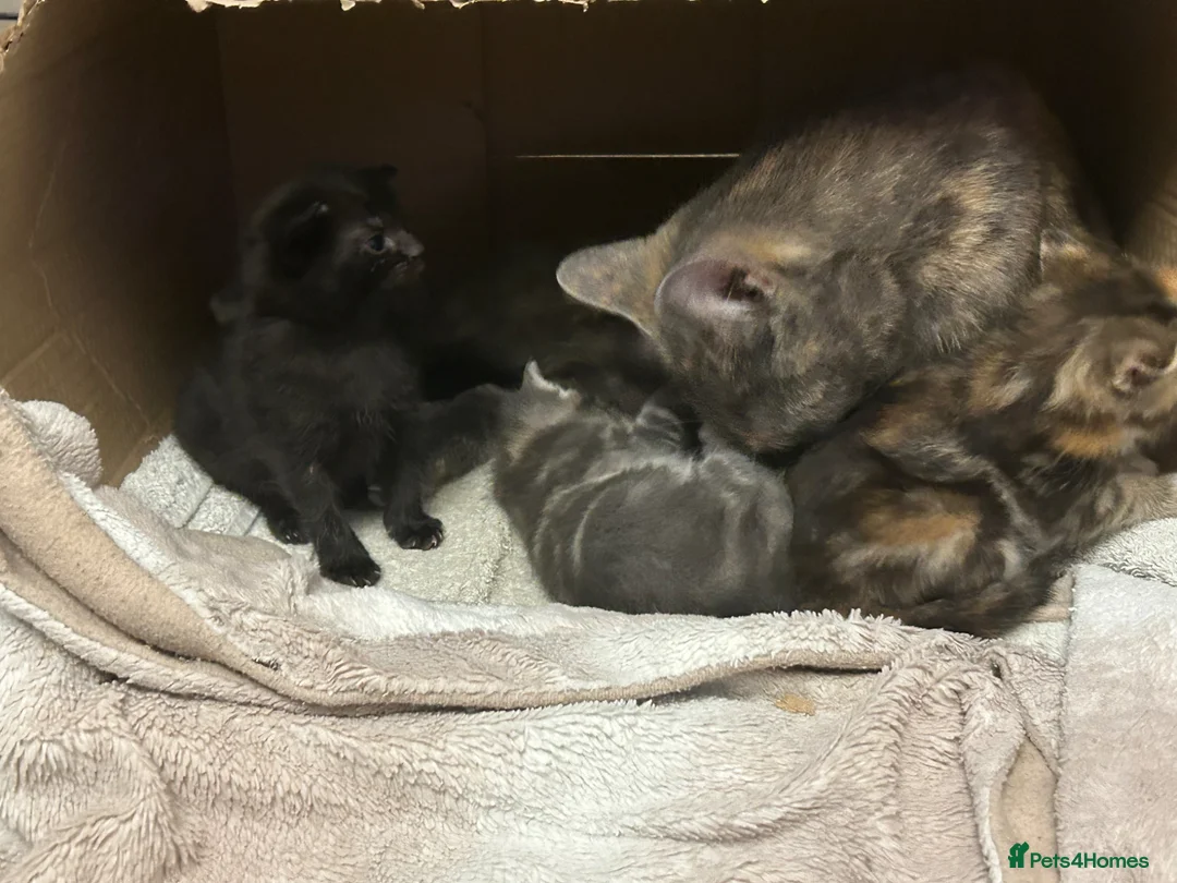 Domestic Shorthair cats for sale: 4 Beautiful Domestic Shorthair Kittens  - Advert 2
