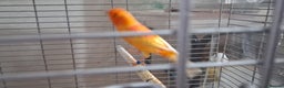 Canaries birds for sale: Canaries breeding pair with babies  - Advert 10