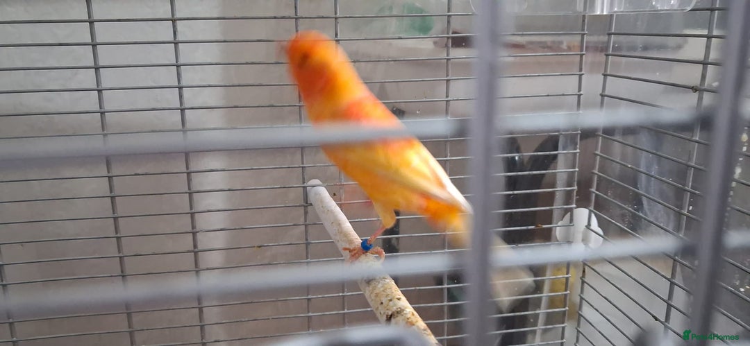 Canaries birds for sale: Canaries breeding pair with babies  - Advert 10