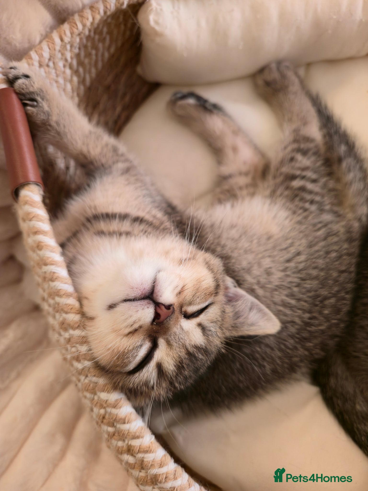 British Shorthair cats 2Kittens  british shorthair   - Advert 9