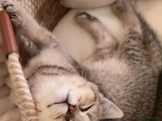British Shorthair cats 2Kittens british shorthair - Advert 9