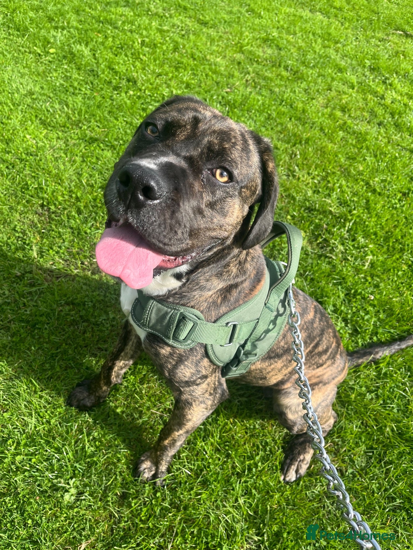 Mixed Breed dogs for sale: Odin (Cane Corso X) - Advert 5