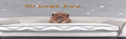 Cavapoo dogs for sale: Beautiful F1 Cavapoo puppies 🥰 - Advert 14