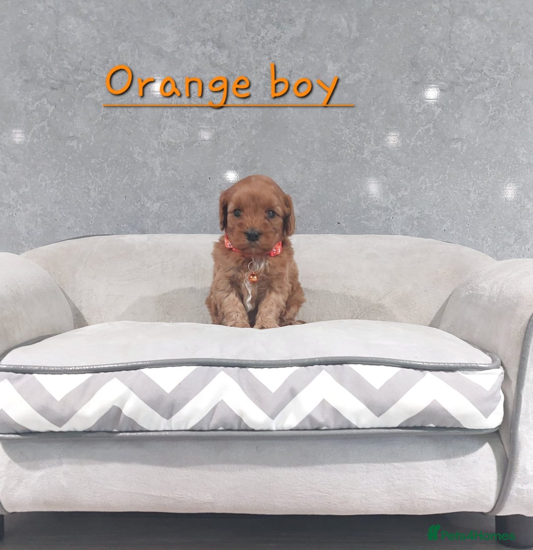 Cavapoo dogs for sale: Beautiful F1 Cavapoo puppies 🥰 - Advert 14
