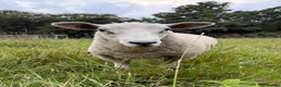 Sheep livestock for sale: Lovely pet sheep boys  - Advert 2