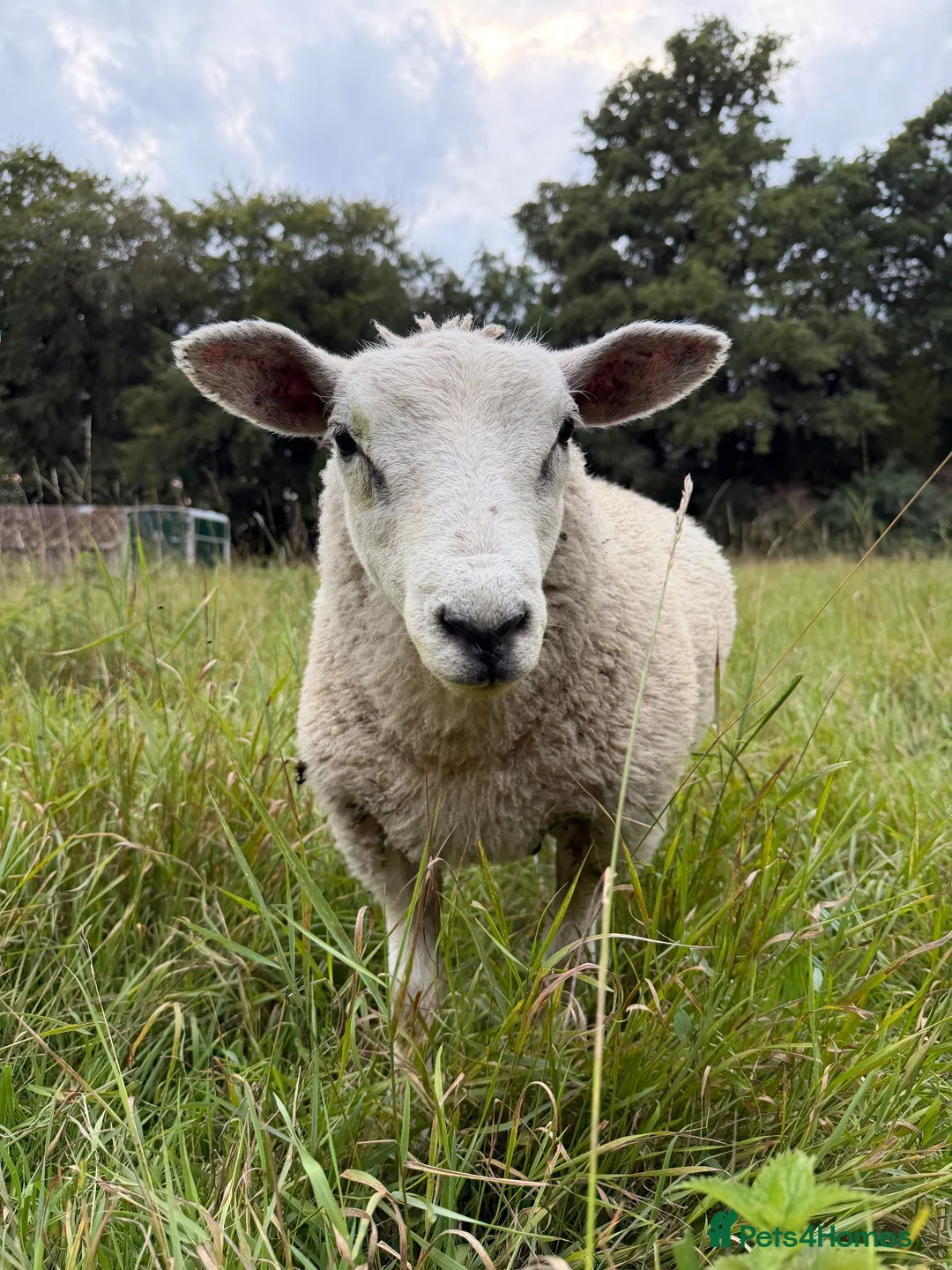 Sheep livestock for sale: Lovely pet sheep boys  - Advert 2