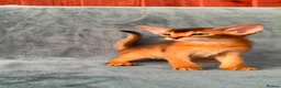 Abyssinian cats for sale: Gorgeous Abyssinian ruddy girls🤎❤️ - Advert 5