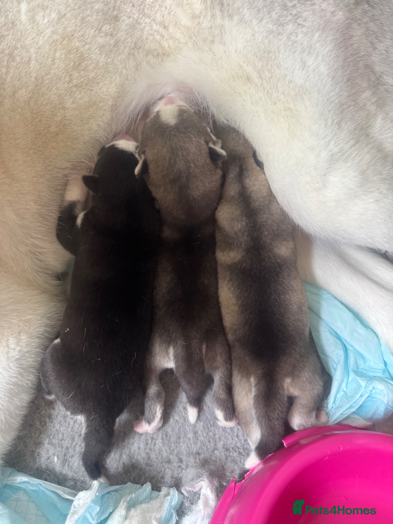 Siberian Husky dogs for sale: Husky puppies for sale  in Saltcoats - Advert 4