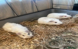 Guinea Pig rodents for sale: 5 Baby Guinea Pigs - Advert 2