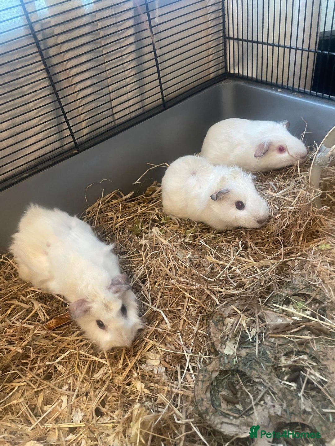 Guinea Pig rodents for sale: 5 Baby Guinea Pigs - Advert 2