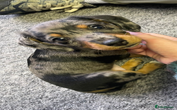 Dachshund dogs for sale: Female Dapple Dachshund   - Advert 3