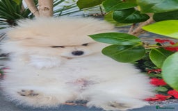 Pomeranian dogs for sale: Stunning Teddy purebreed Russian/Ukrainian poms in Basildon - Image 25