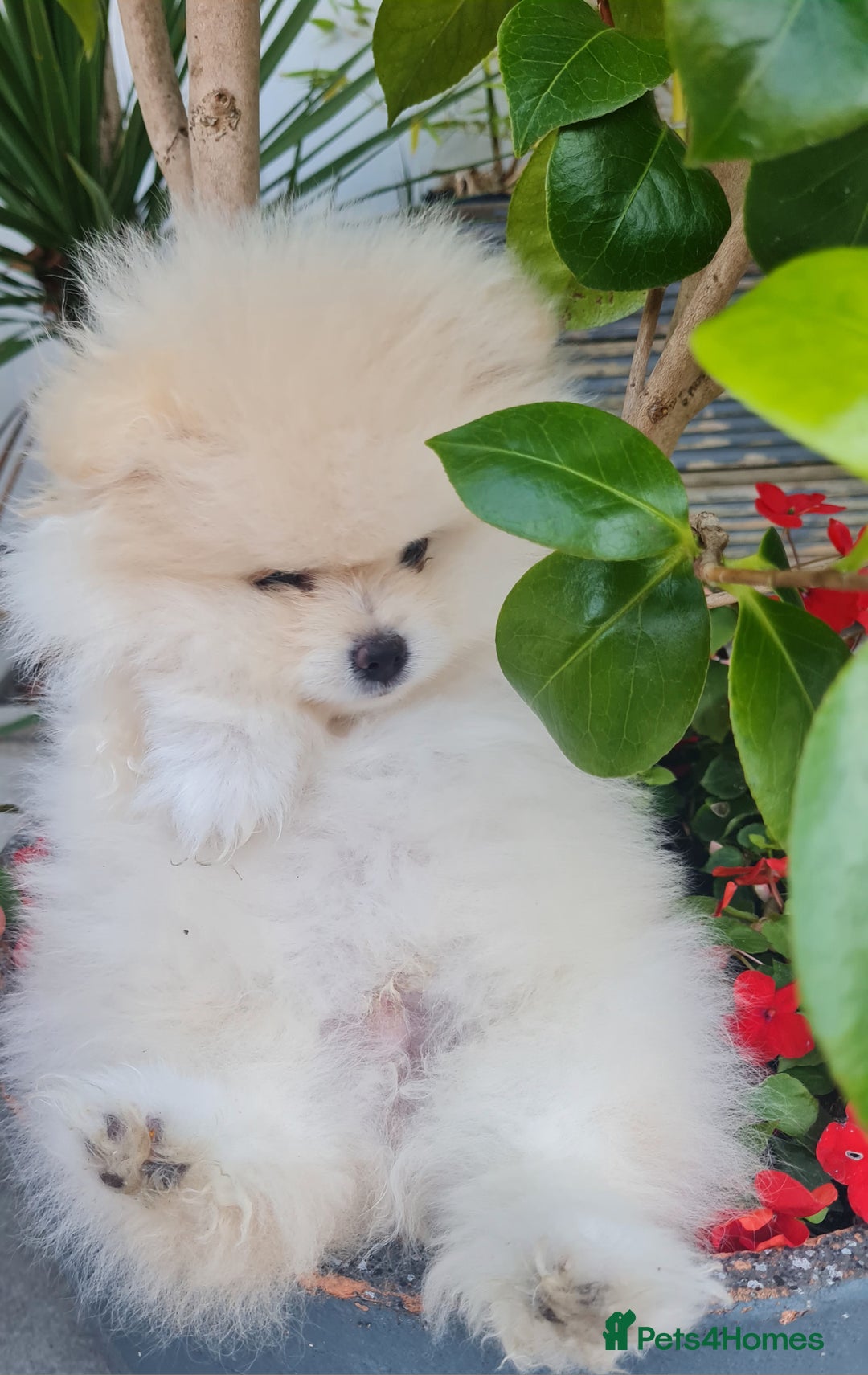 Pomeranian dogs for sale: Stunning Teddy purebreed Russian/Ukrainian poms in Basildon - Image 25
