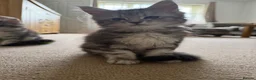 Maine Coon cats for sale: Last Beautiful Maine Coon Kitten Ready Now 🐾 - Advert 9