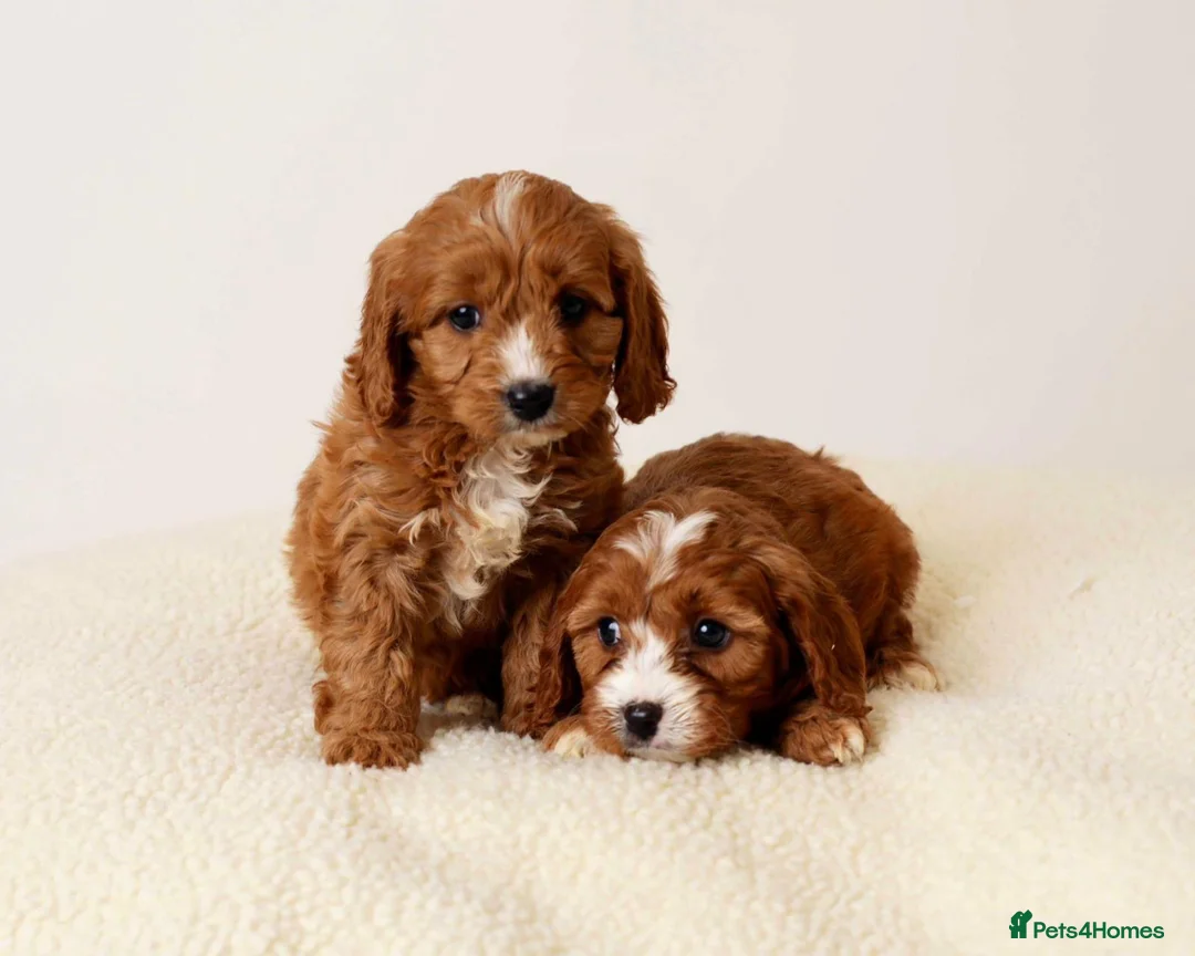 Cavapoo dogs for sale: FOX RED CAVAPOOS READY SOON ♥️ - Advert 5