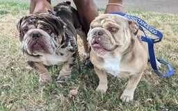 English Bulldog dogs for sale: English Bulldog Puppies  - Advert 40