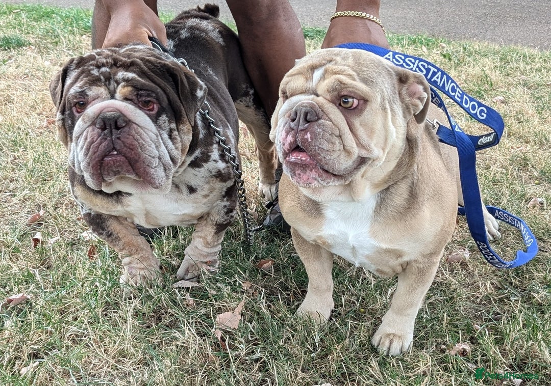 English Bulldog dogs for sale: English Bulldog Puppies  - Advert 40