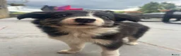 Mixed Breed dogs for sale: 🐾 Six Beautiful Welsh Border Collies 🐾 - Advert 8