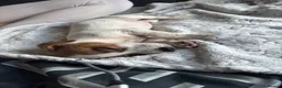 Jack Russell dogs for sale: Beautiful Jack Russell pup - Advert 4