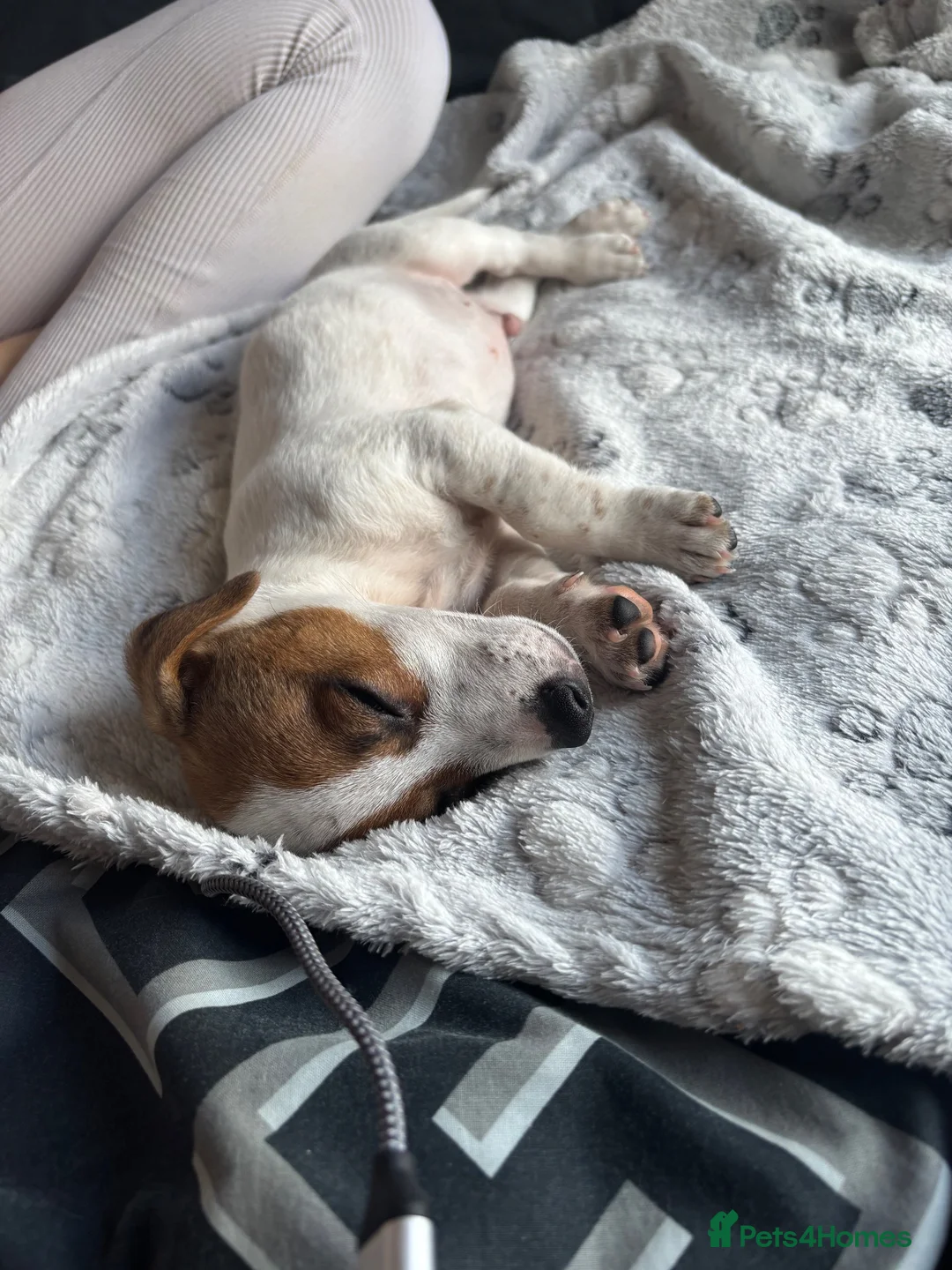 Jack Russell dogs for sale: Beautiful Jack Russell pup - Advert 4