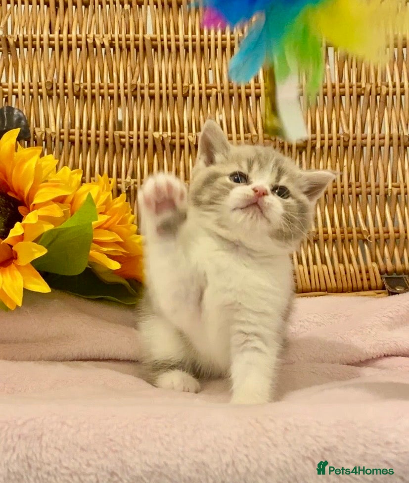 Scottish Fold cats for sale: TICA REG CHAMPION LINE FAWN BICOLOUR  GIRL 🧸 - Advert 12