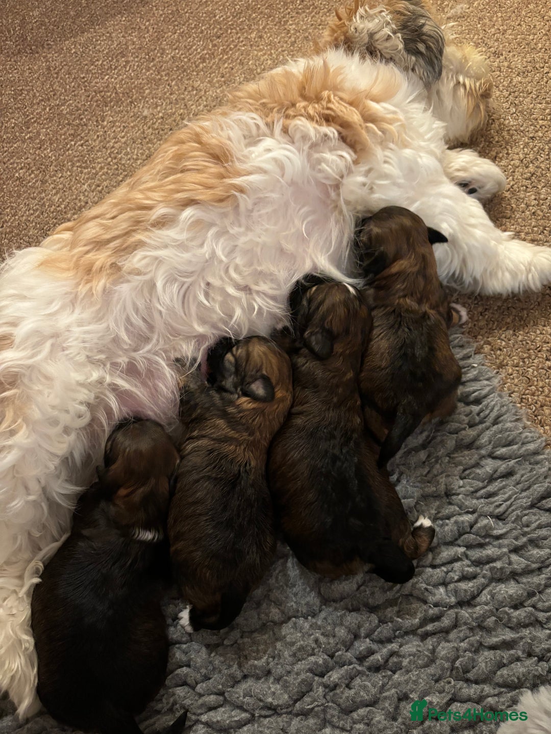 Havanese dogs for sale: KC registered gorgeous male havanese puppy  - Advert 1