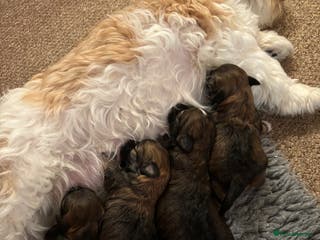 Havanese dogs KC registered gorgeous male havanese puppy - Advert 7