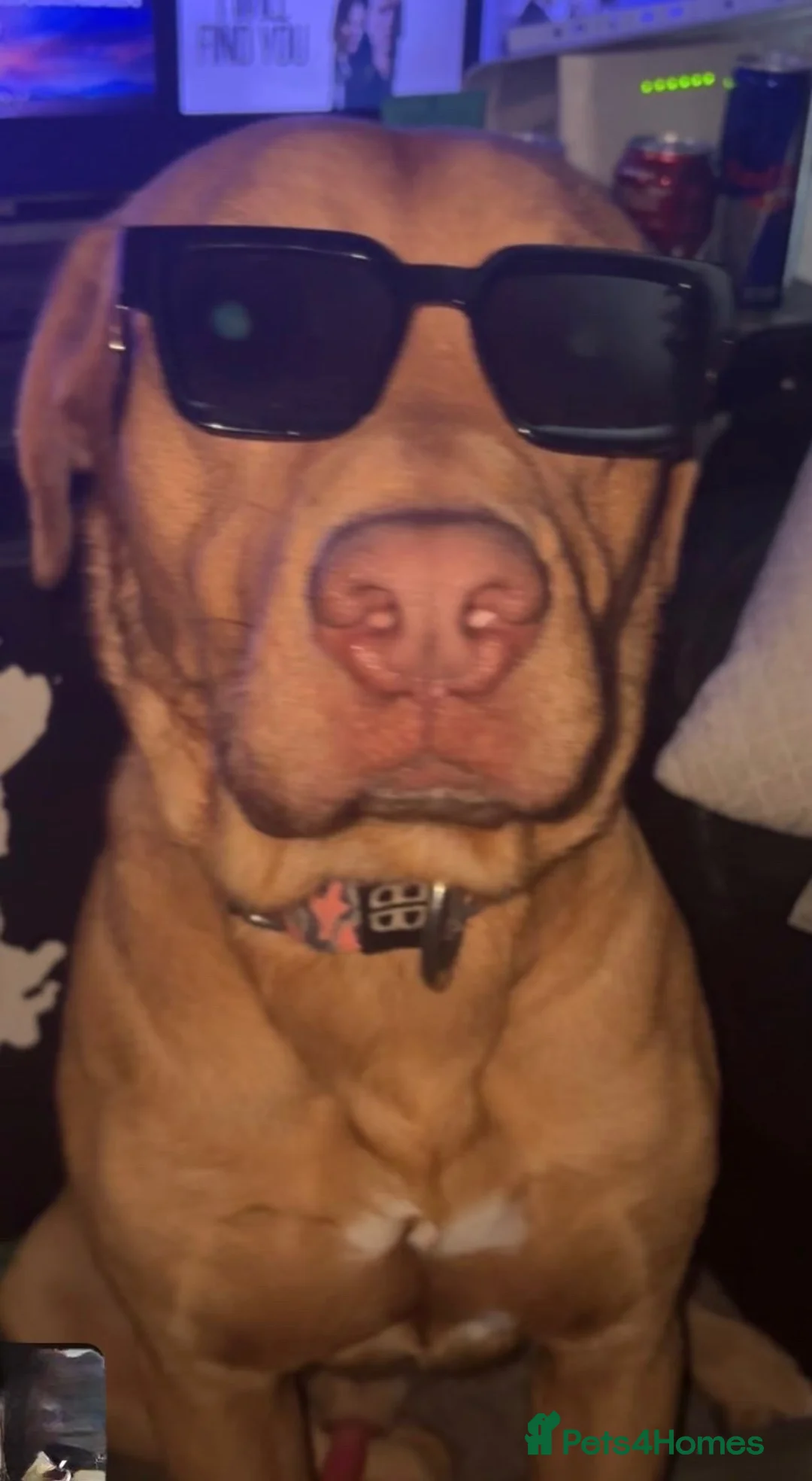 Mixed Breed dogs for sale:  Jax , Male dog de bordoux / bull lurcher  in Hull - Advert 6