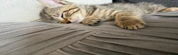 Mixed Breed cats for sale: 3 kittens  - Advert 3