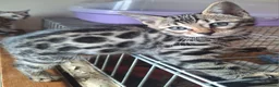 Bengal cats for sale: Bengals rare colours with clouded Leopard pattern - Advert 10