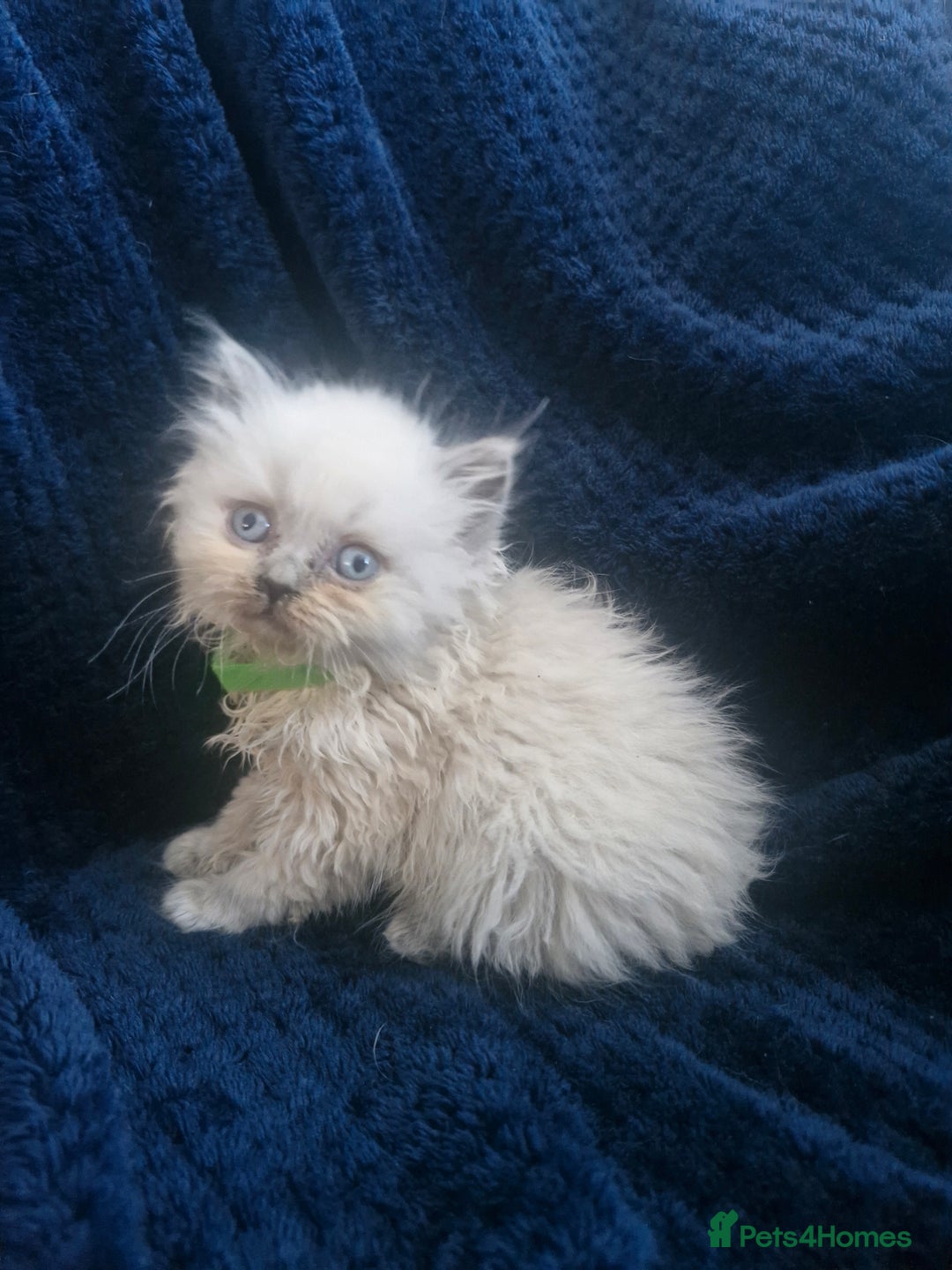 British Shorthair cats for sale: British shorthair and longhair  - Image 9