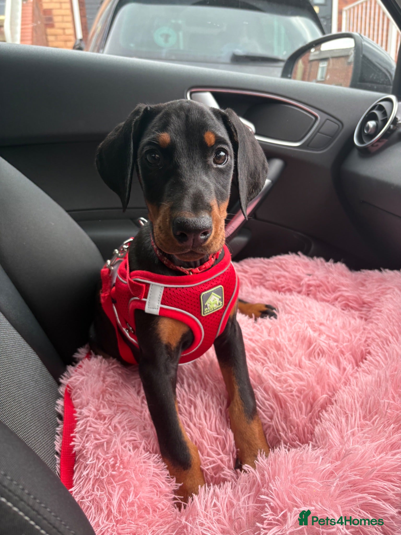 Dobermann dogs Ready now Kc Health tested Black & Tan girls  - Advert 7