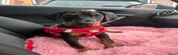 Dobermann dogs for sale: Ready now Kc Health tested Black & Tan girls  - Advert 6