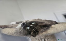 Ragamese cats for sale: 3/4 Ragdoll x 1/4 Siamese Kittens ♡ - Image 1