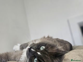 Ragamese cats - Advert 1