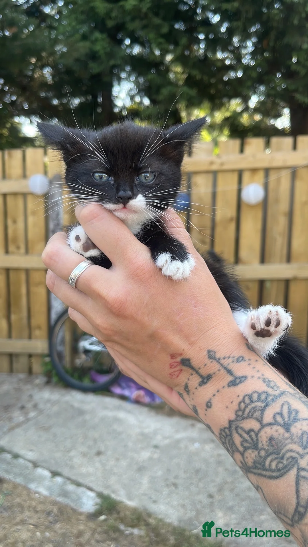 Mixed Breed cats for sale: Girl cats available  in Scunthorpe - Advert 2