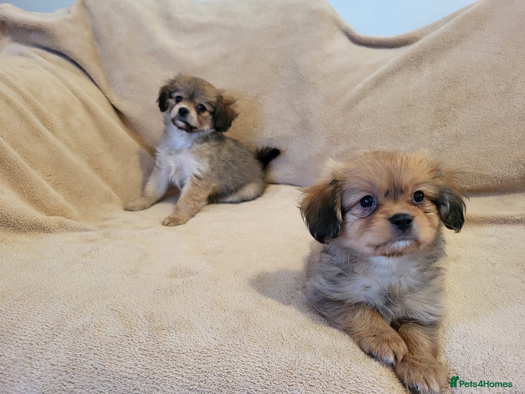 Mixed Breed dogs for sale: Cavalier king charles x pomeranian  - Advert 3