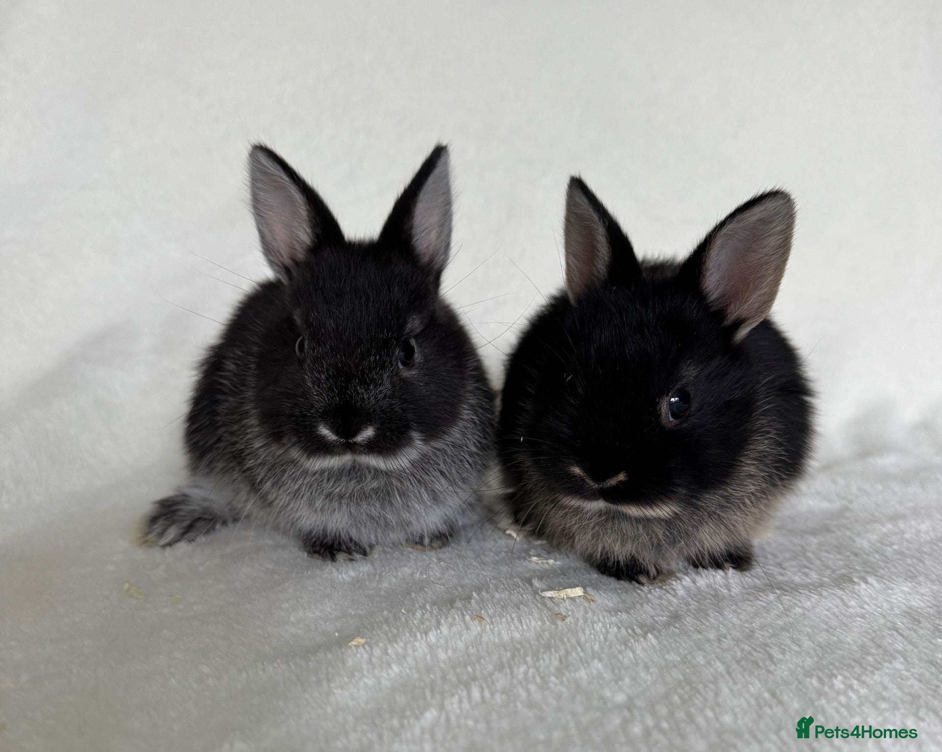 Netherland Dwarf rabbits Show Lines Well Handled TRUE Netherland Dwarfs - Advert 4