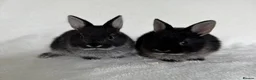 Netherland Dwarf rabbits for sale: Show Lines Well Handled TRUE Netherland Dwarfs - Advert 1