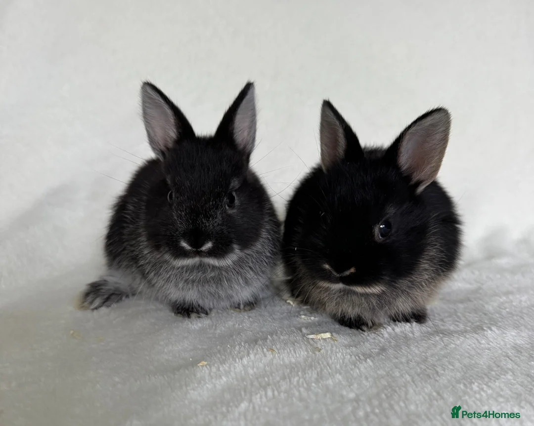 Netherland Dwarf rabbits for sale: Show Lines Well Handled TRUE Netherland Dwarfs - Advert 1