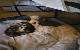Maine Coon cats for sale: TICA Pedigree Maine Coon Kittens  - Image 12