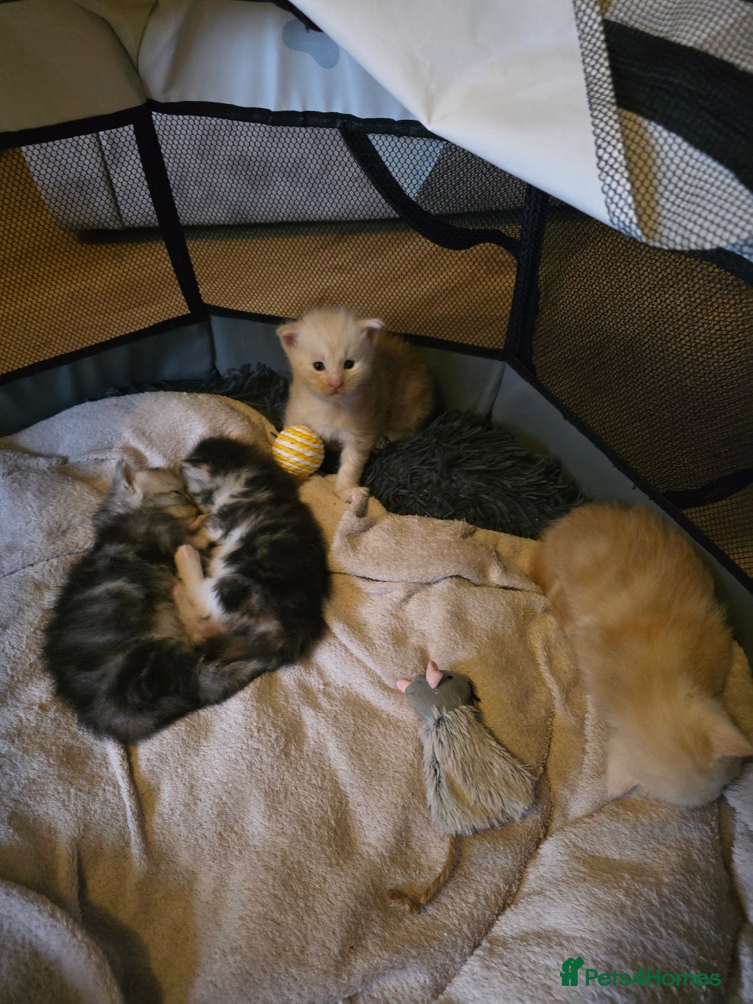 Maine Coon cats for sale: TICA Pedigree Maine Coon Kittens  - Image 12