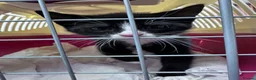 Domestic Shorthair cats for sale: 11 week old male kitten - Advert 11