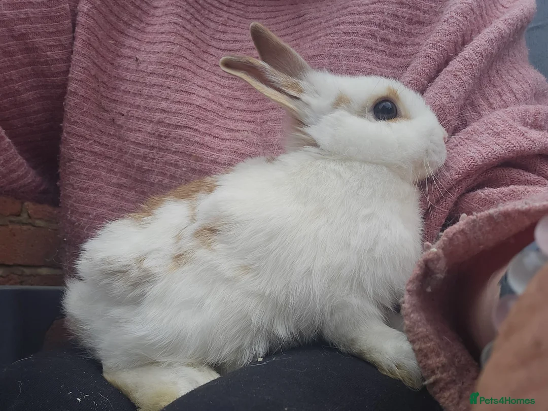 Mixed Breed rabbits for sale: English Spot Baby Bunnies  - Advert 6